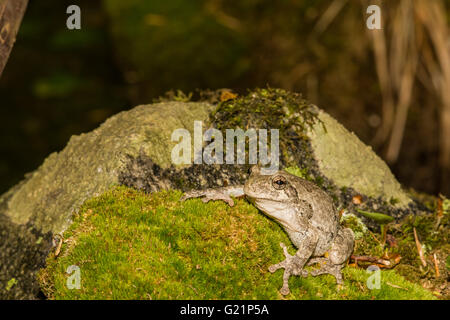 Gray Treefrog Stock Photo