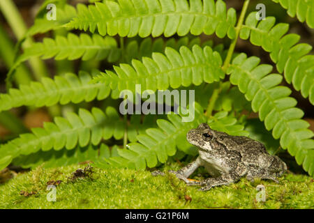 Gray Treefrog Stock Photo