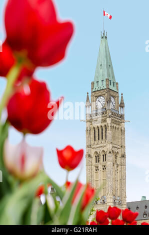 The Peace Tower of the Parliament of Canada with red blurred tulips in the foreground, in Ottawa, during Canadian Tulip Festival Stock Photo