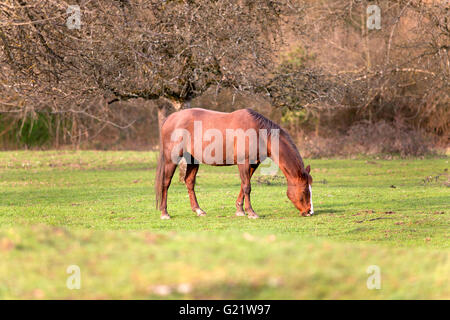 quarter horse waiting outside and eat grass portrait Stock Photo