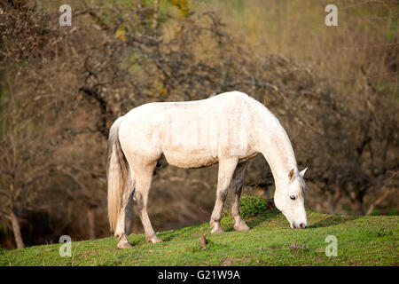 horse waiting outside portrait, andalusian fleabitten grey color Stock Photo