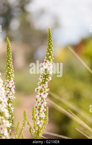 White and red nettle leaved Mullein, Verbascum chaixii, Album flower blooms in a California botanical garden in spring. Stock Photo