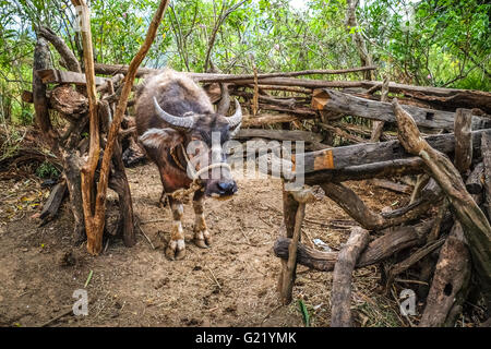 Domestic Asian water buffalo (Bubalus bubalis) in rural cage. Stock Photo