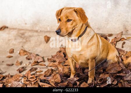 Cute brown dog lying on the dry leaves on the ground in autumn. Space on left side Stock Photo