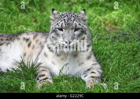 Closeup of the snow leopard in green grass Stock Photo
