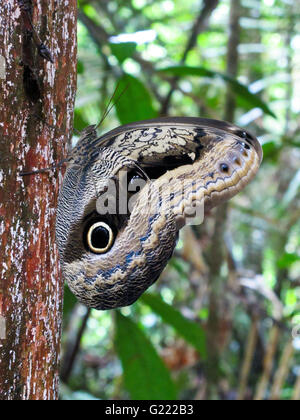 Purple Owl, Caligo beltrao, Remoyacu. Amazon.Peru Stock Photo