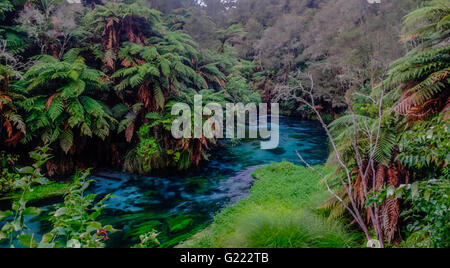 New Zealand, Blue Springs | River running through natural bush Stock Photo