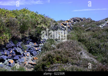 This wall is probably well over 100 yearas old, Dry stone walls are made fro readily available stones on moors and hills and onc Stock Photo
