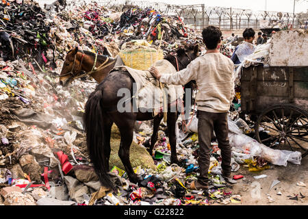 Young workers with horses sorting out rubbish at dump in Delhi, India. Stock Photo