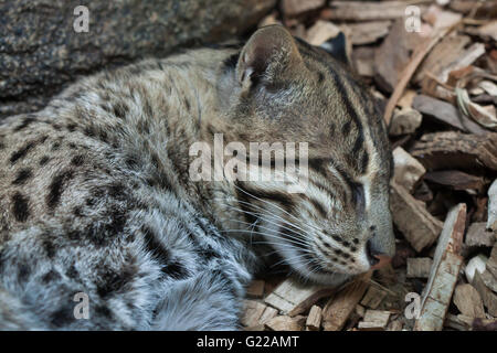 Fishing cat (Prionailurus viverrinus) at Prague Zoo, Czech Republic. Stock Photo