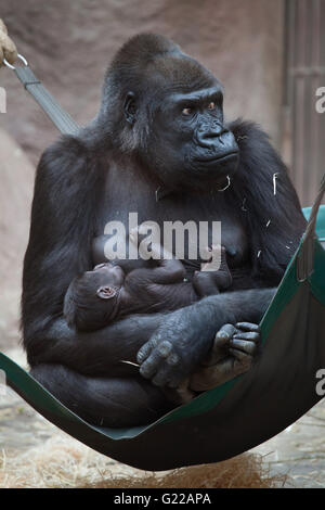 Western lowland gorilla (Gorilla gorilla gorilla) with its two-week-old baby at Prague Zoo, Czech Republic. The baby gorilla was born to female gorilla Sinda on April, 23, 2016. Stock Photo