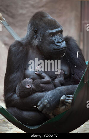 Western lowland gorilla (Gorilla gorilla gorilla) with its two-week-old baby at Prague Zoo, Czech Republic. The baby gorilla was born to female gorilla Sinda on April, 23, 2016. Stock Photo