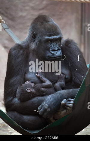 Western lowland gorilla (Gorilla gorilla gorilla) with its two-week-old baby at Prague Zoo, Czech Republic. The baby gorilla was born to female gorilla Sinda on April, 23, 2016. Stock Photo