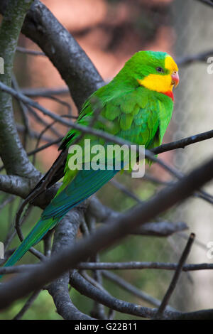 Superb parrot (Polytelis swainsonii), also known as the Barraband's parrot at Prague Zoo, Czech Republic. Stock Photo