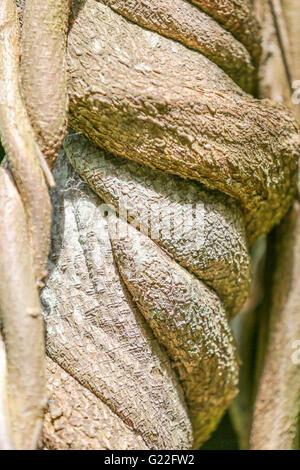 Detail of an old vine in wrapped around the trunk of a tree in Eastern Long Island, NY Stock Photo