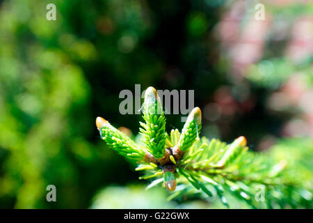 CONIFER SPROUTING NEW TIPS Stock Photo