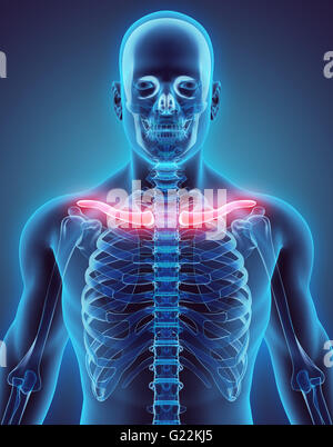 3D illustration of Clavicle - Part of Human Skeleton. Stock Photo