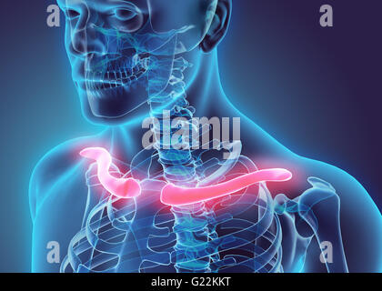 3D illustration of Clavicle - Part of Human Skeleton. Stock Photo