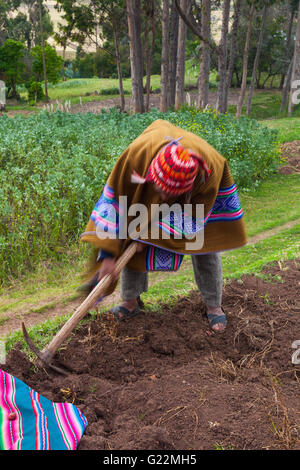 Peruvian villager digging for potatoes after a ceremony to thanks Pachamama for a good harvest Stock Photo