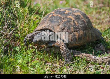 Wild terrestrial tortoise eating grass Stock Photo
