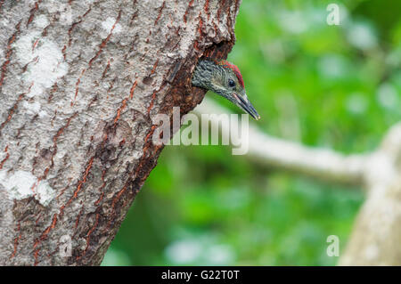 Green woodpecker (Picus viridis) immature peeping out of the nest hole Stock Photo