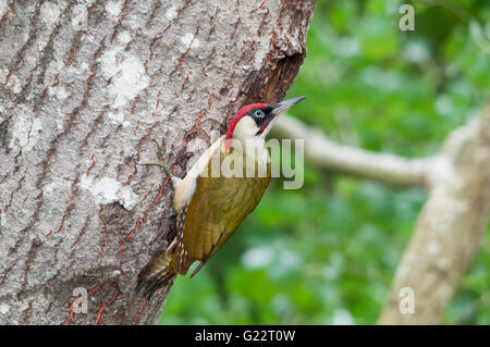 Green woodpecker (Picus viridis) male near the entrance of the nest Stock Photo