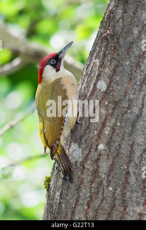 A male green woodpecker (Picus viridis) sitting on a tree trunk Stock Photo