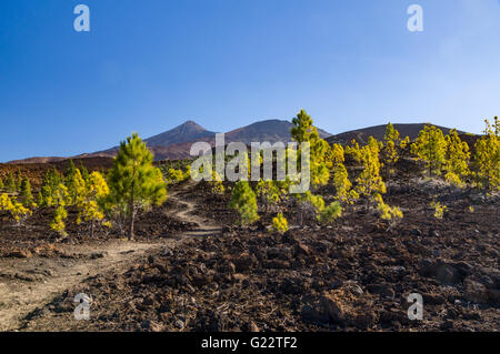 Hiking trail leading through arid volcanic landscapes, El Teide and Pico Viejo peaks on background Stock Photo