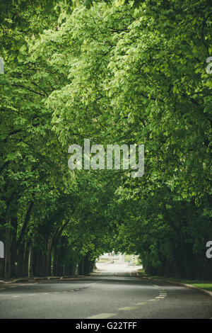 Empty road leading through dense chestnut alley, fresh spring-time trees. Shallow depth of field Stock Photo