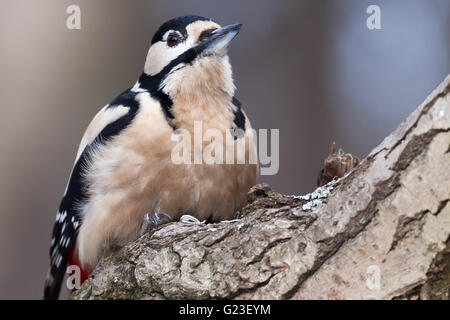 Great Spotted Woodpecker on a tree. Stock Photo