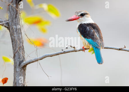 Brown-hooded kingfisher (Halcyon albiventris) on a twig, Kruger National Park, South Africa, Africa Stock Photo