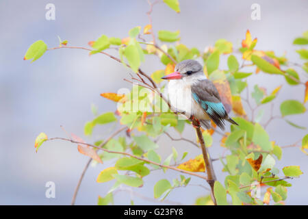 Brown-hooded kingfisher (Halcyon albiventris) on a twig between leaves, Kruger National Park, South Africa, Africa Stock Photo