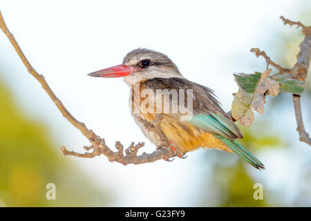 Brown-hooded kingfisher (Halcyon albiventris) on a twig, Kruger National Park, South Africa, Africa Stock Photo