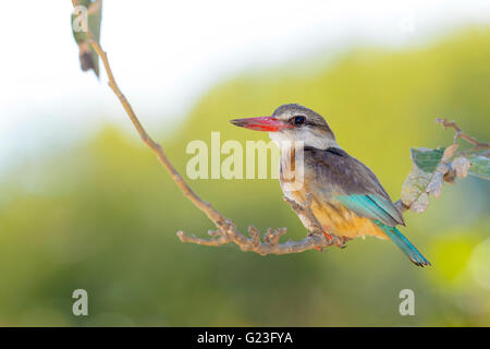 Brown-hooded kingfisher (Halcyon albiventris) on a twig, Kruger National Park, South Africa, Africa Stock Photo