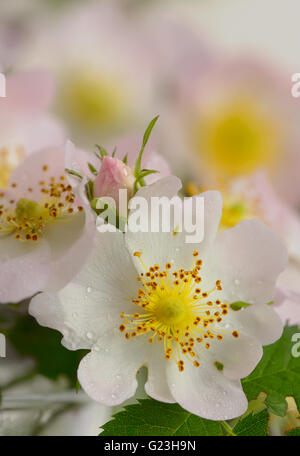 Flowers dog-rose (Rosa canina) and dew drops Stock Photo