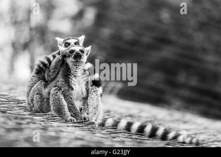 A pair of Ring-tailed lemurs giving eachother some tender love & care at the South Lakes Zoo in Cumbria. Stock Photo