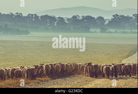 Flock of sheep grazing on a pasture early in the morning, in Transylvania region, Romania. Stock Photo