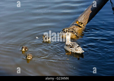 Female cross-breed farmyard/mallard duck with four young ducklings on the Norfolk Broads. Stock Photo