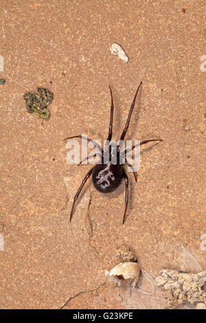 Steatoda grossa Cupboard spider. Stock Photo