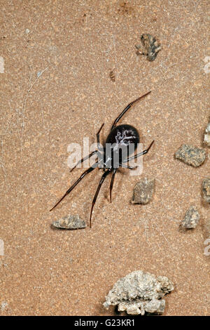 Steatoda grossa Cupboard spider. Stock Photo