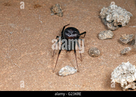 Steatoda grossa Cupboard spider. Stock Photo