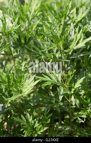 Mugwort, Artemisia vulgaris plant and green leaves Stock Photo
