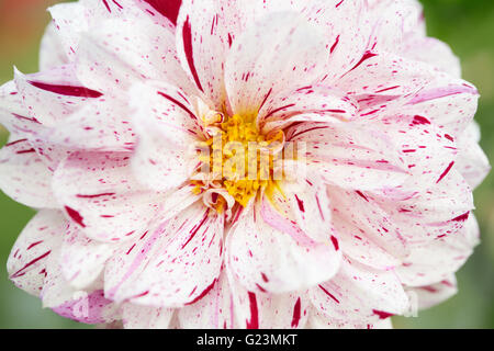 White and red dahlia flower macro, Asteraceae Stock Photo