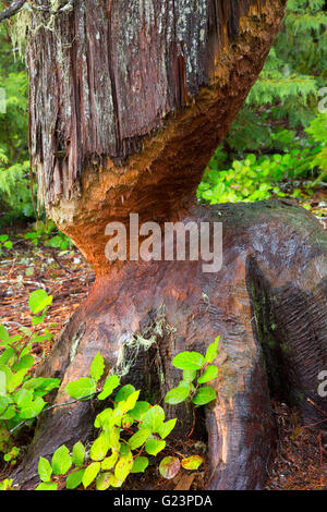 Beaver tree along Trail of the Shadows, Mt Rainier National Park, Washington Stock Photo