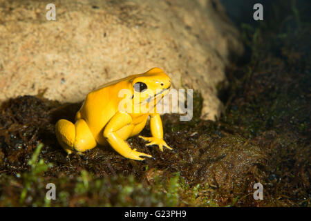 Golden poison frog (Phyllobates terribilis), Point Defiance Zoo and Aquarium, Point Defiance Park, Tacoma, Washington Stock Photo