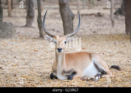 red lechwe (kobus leche) resting alone in zoo Stock Photo