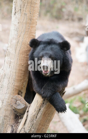 asiatic black bear sit on wood in zoo Stock Photo