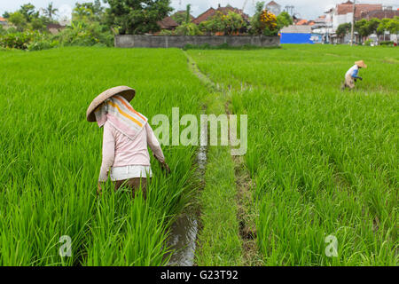 Farmers working in rice field. Stock Photo