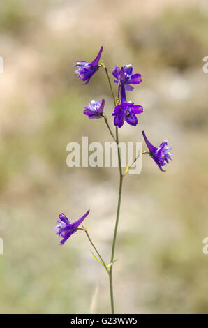 Delphinium ambiguum, Consolida ambigua, Annual larkspur Andalusia, Spain. Stock Photo