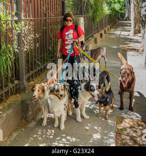 Dog Walker, Buenos Aires, Argentina Stock Photo